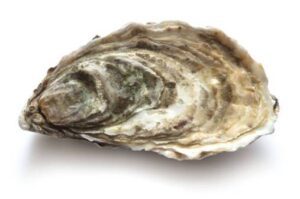 Oyster